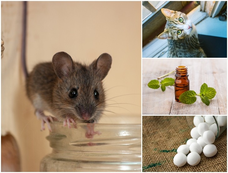 Как избавиться от мышей: домашние средства, которые работают